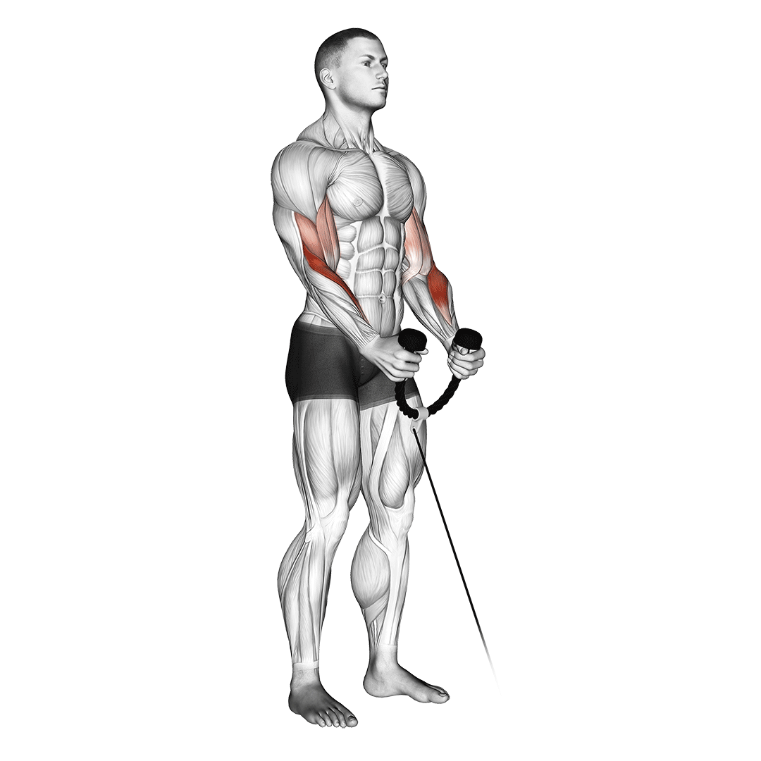 Cable Hammer Curl (With Rope) demonstration