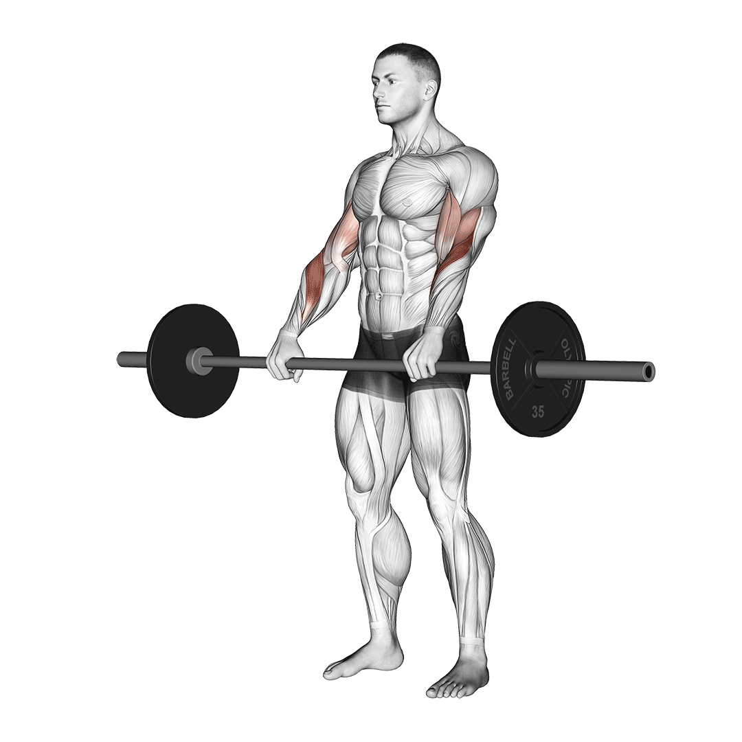 Barbell Reverse Curl demonstration