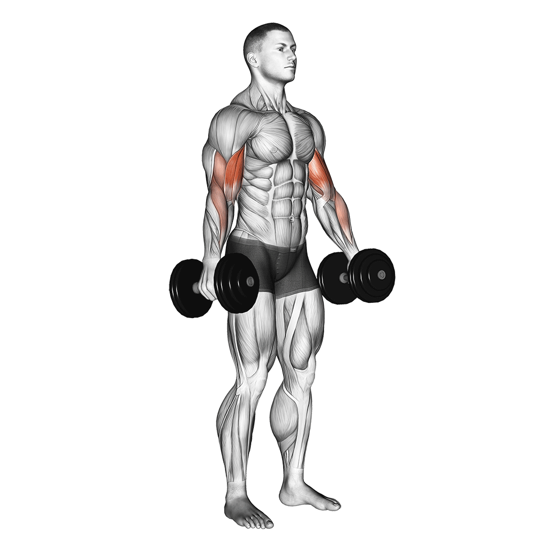 Dumbbell Standing Biceps Curl demonstration