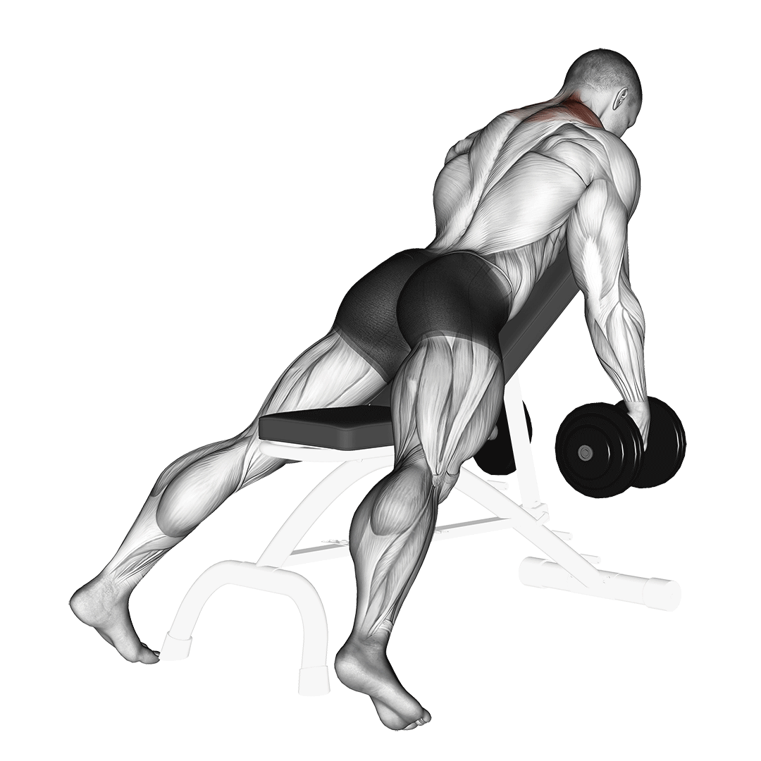 Dumbbell Decline Shrug Alternate demonstration