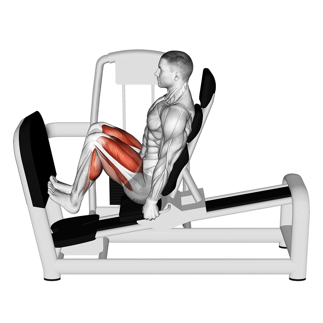 Machine Seated Squat Calf Raise On Leg Press Machine demonstration