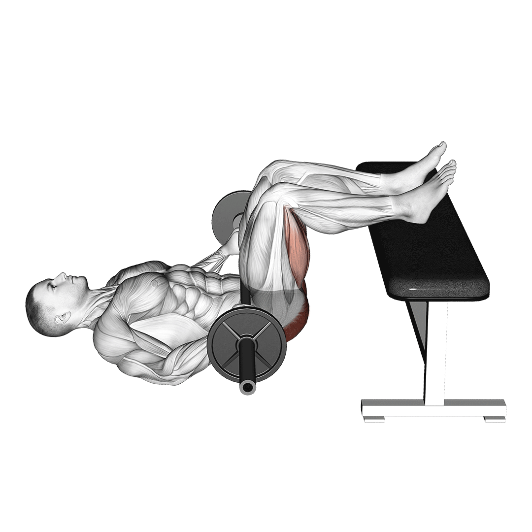 Barbell Glute Bridge Two Legs On Bench demonstration