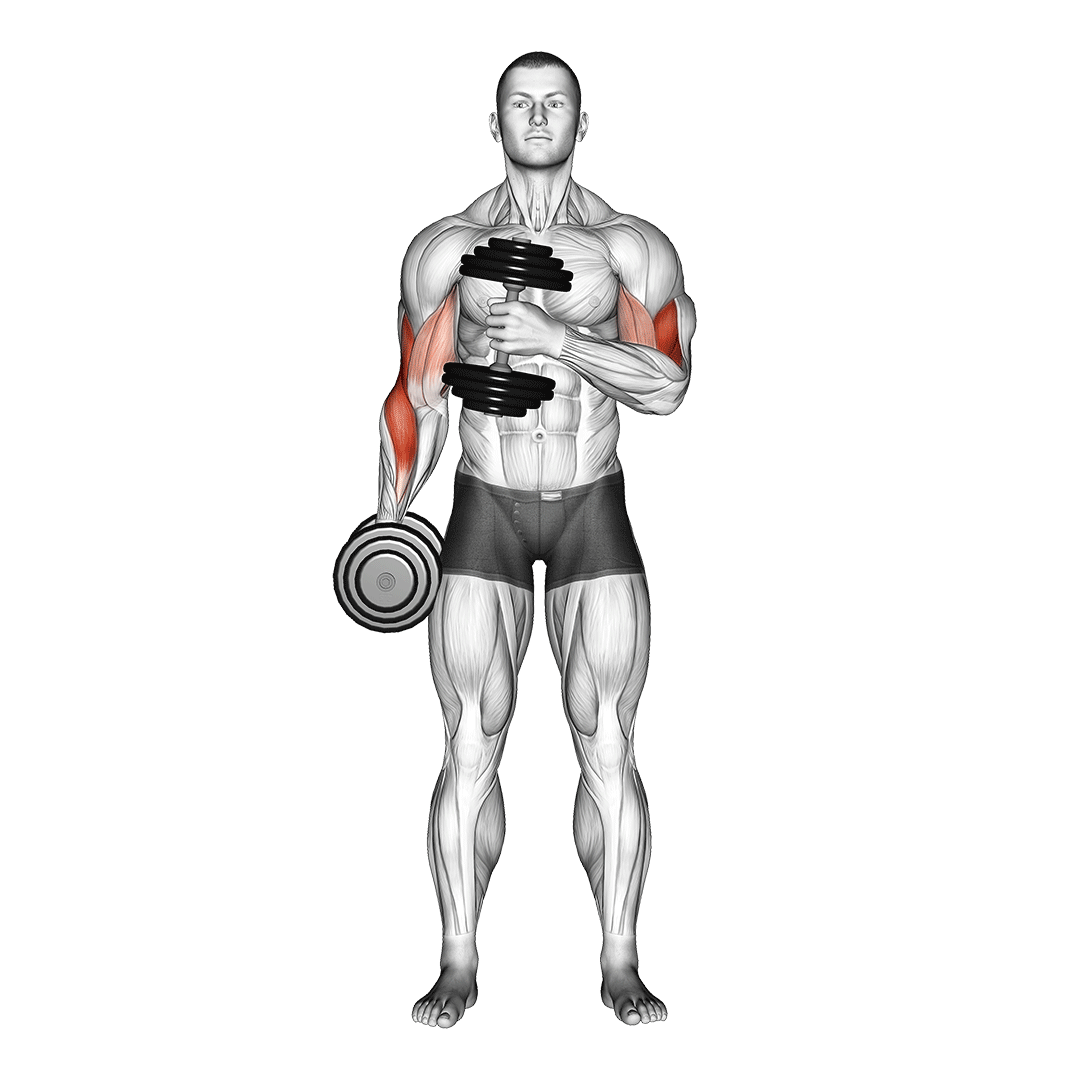 Dumbbell Cross Body Hammer Curl demonstration
