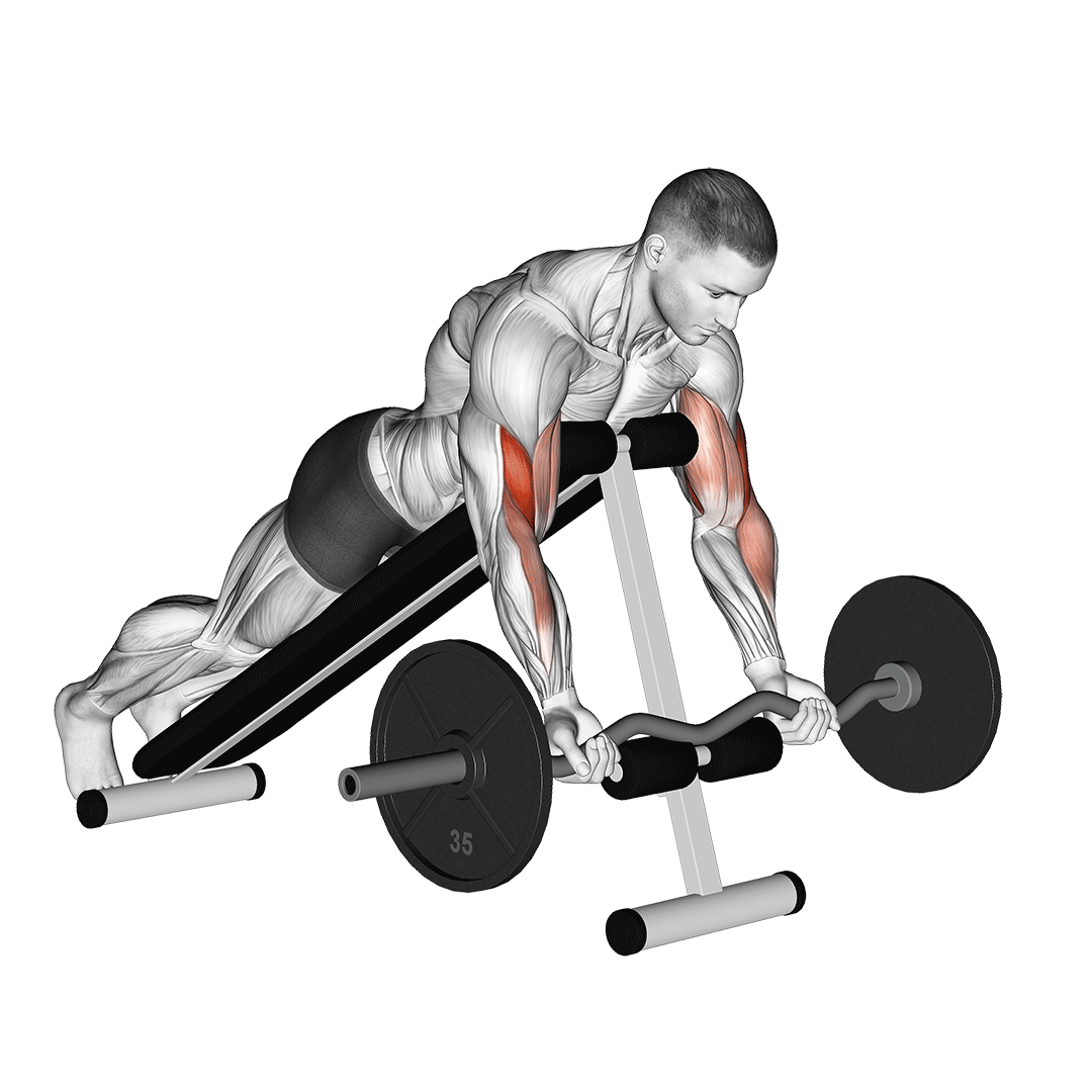 Ez Barbell Spider Curl demonstration