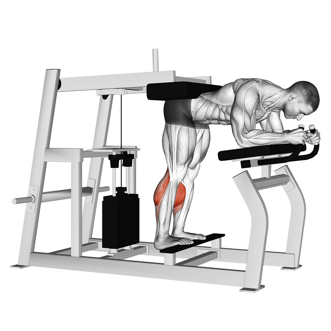 Machine Donkey Calf Raise demonstration