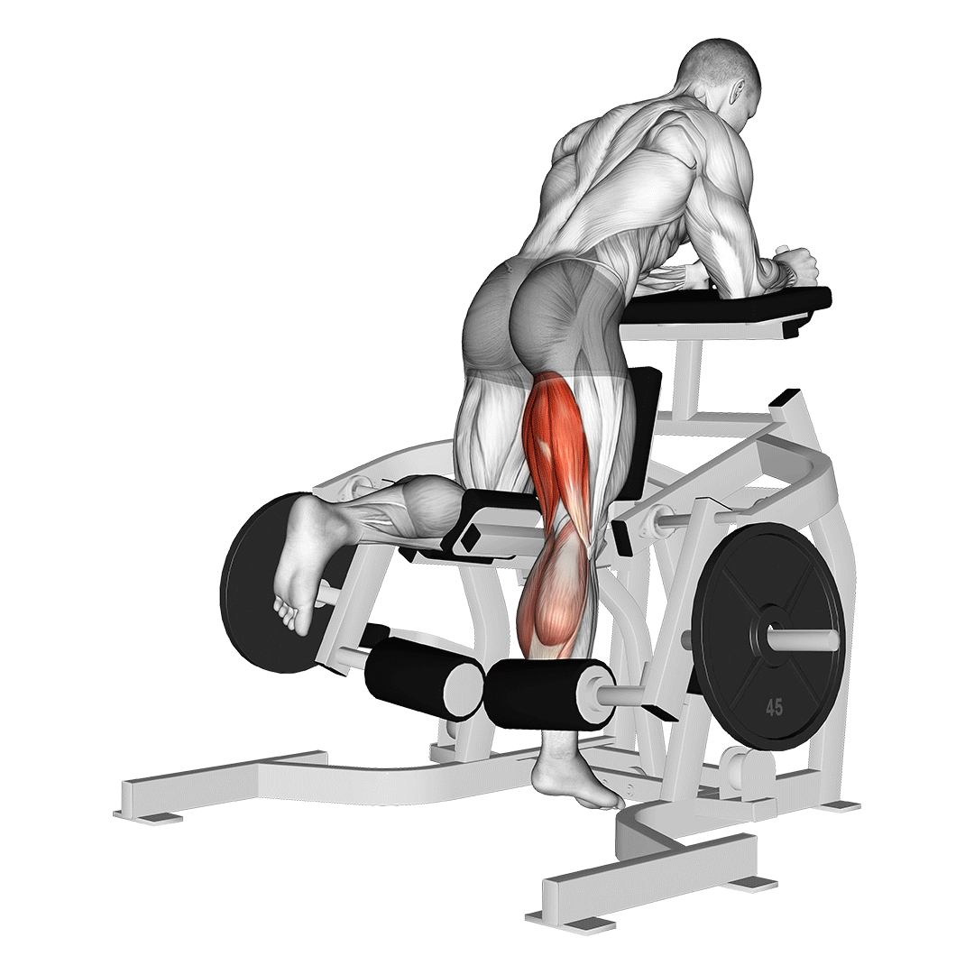 Machine Kneeling Leg Curl demonstration