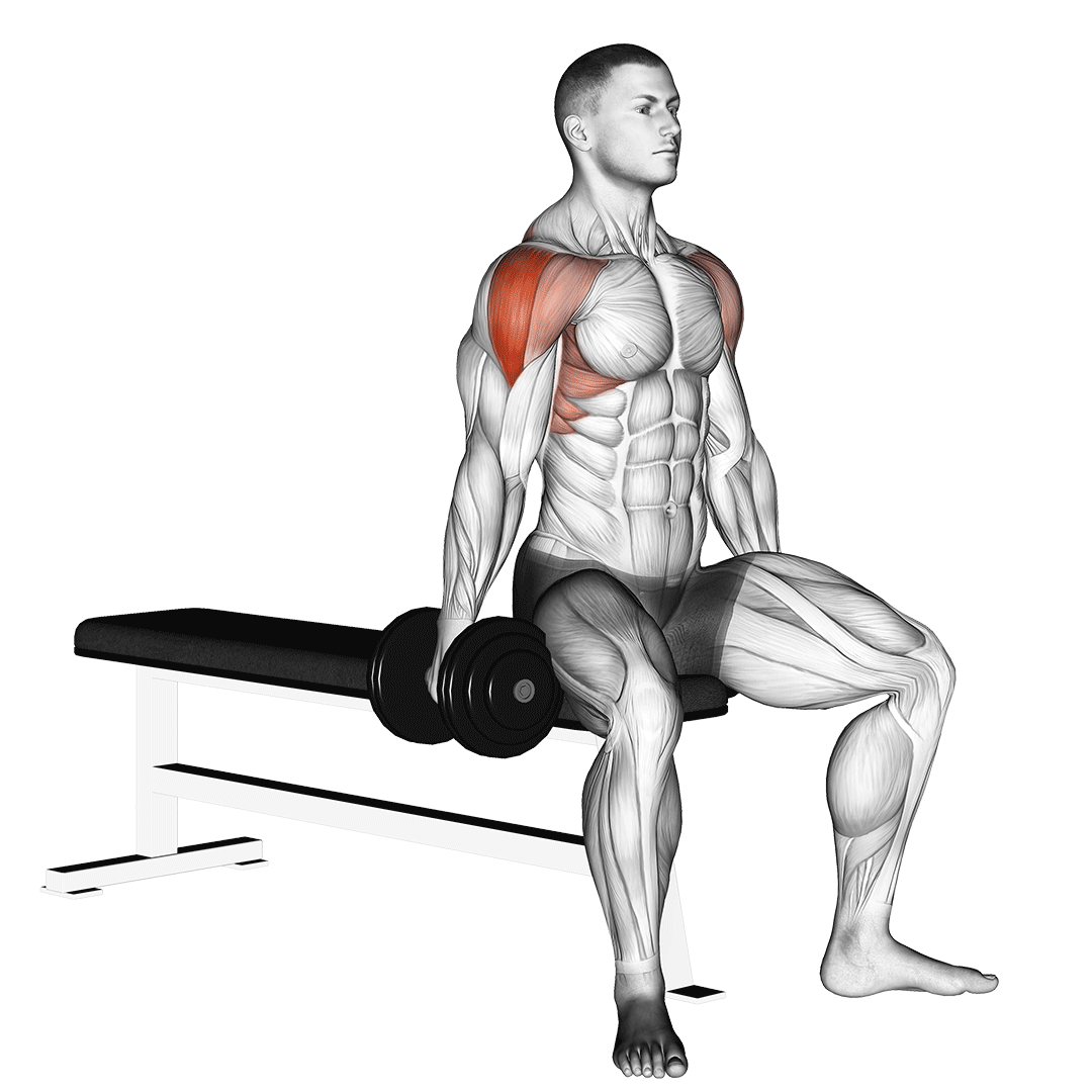 Dumbbell Seated Lateral Raise demonstration