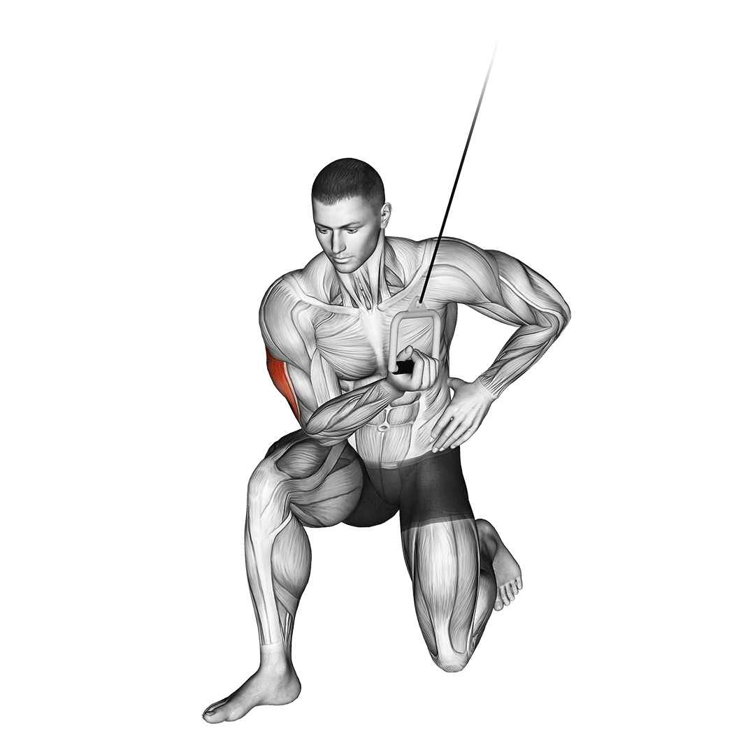 Cable Concentration Extension (On Knee) demonstration