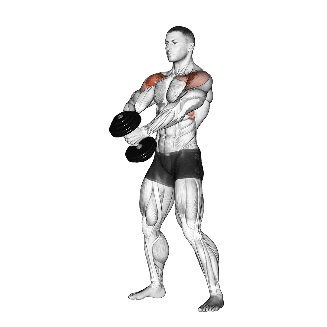Dumbbell Front Raise demonstration