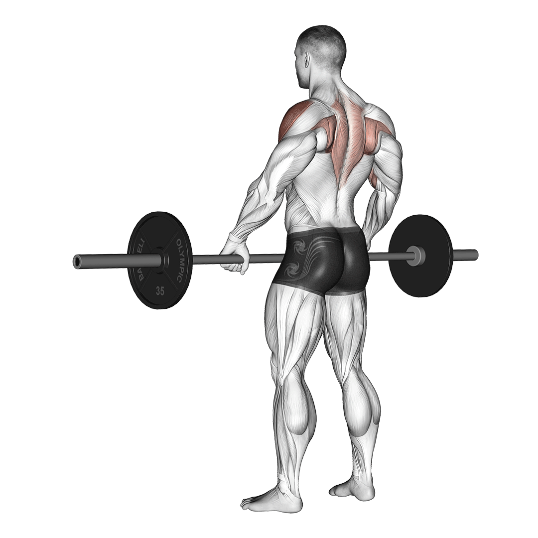 Barbell Wide-Grip Upright Row demonstration