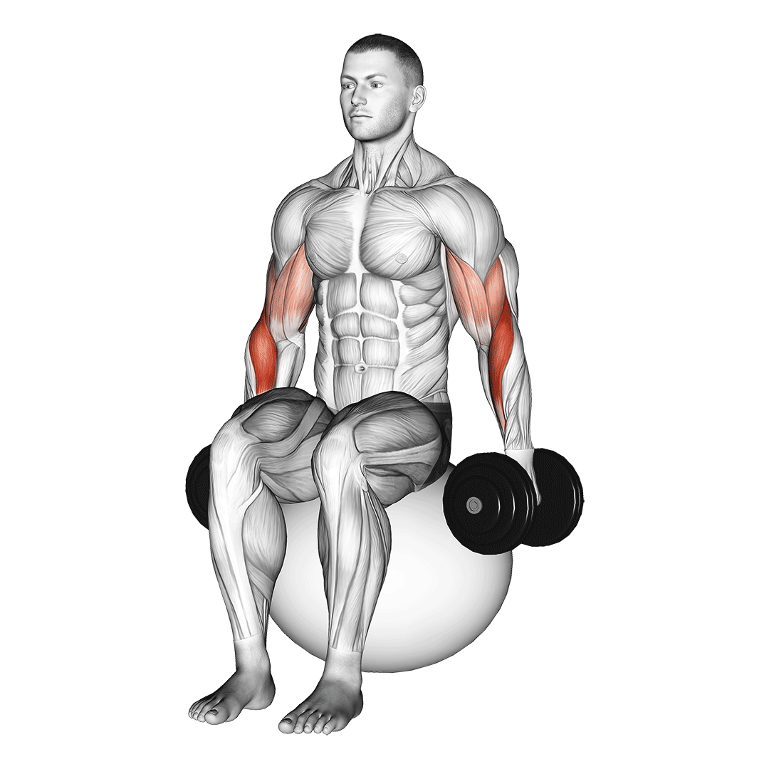 Dumbbell Hammer Curl On Exercise Ball demonstration