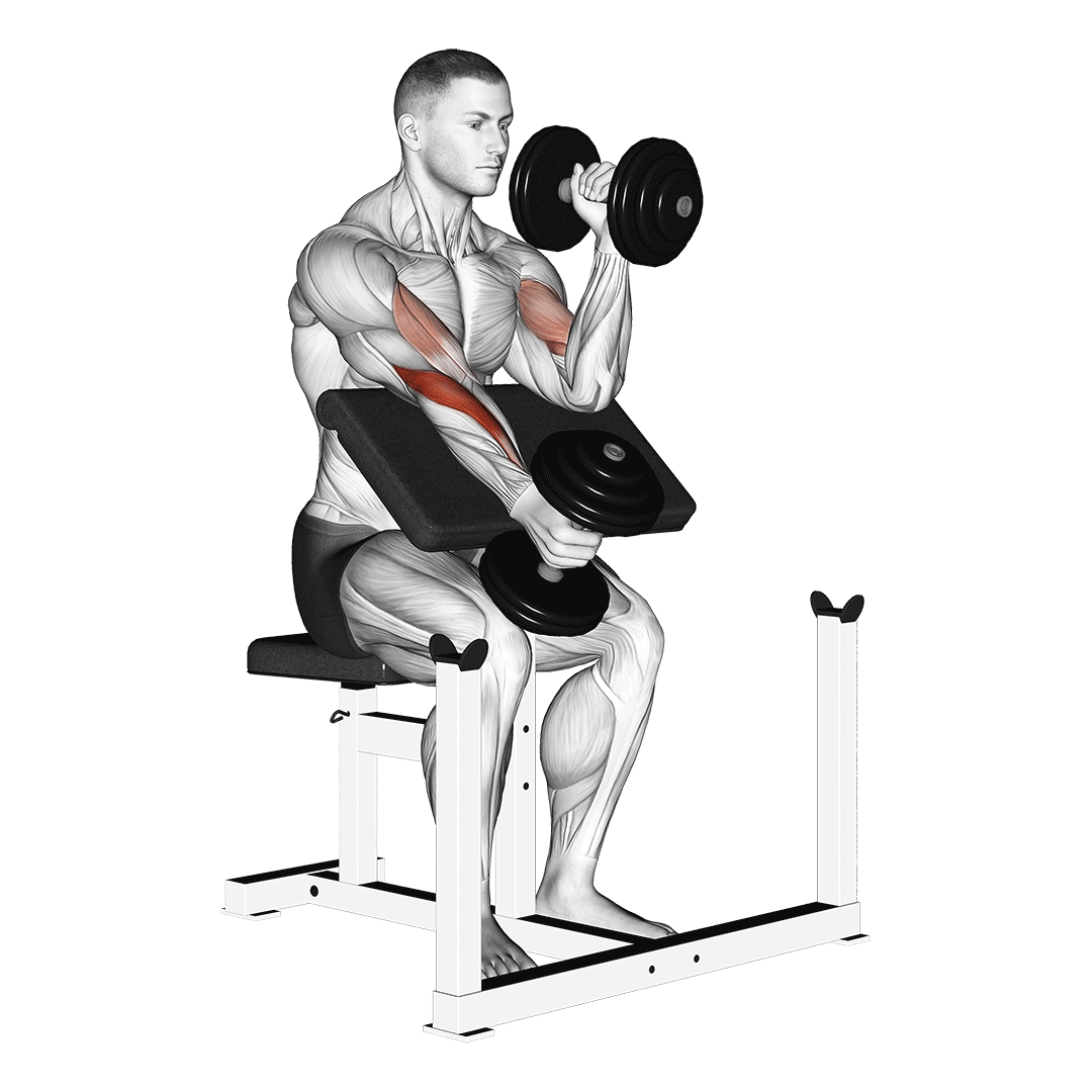 Dumbbell Alternate Hammer Preacher Curl demonstration