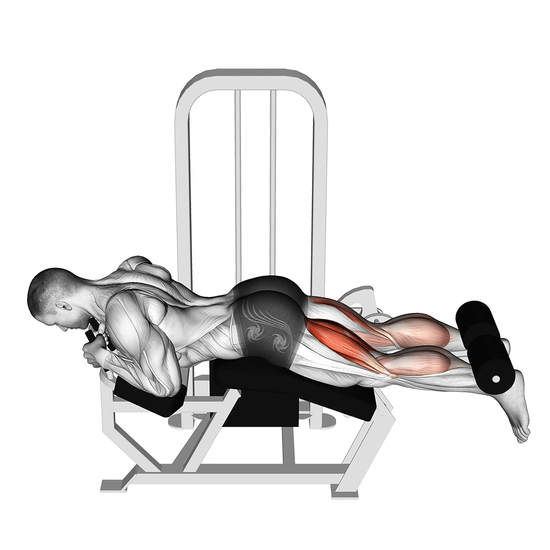 Lying Leg Curl Machine demonstration