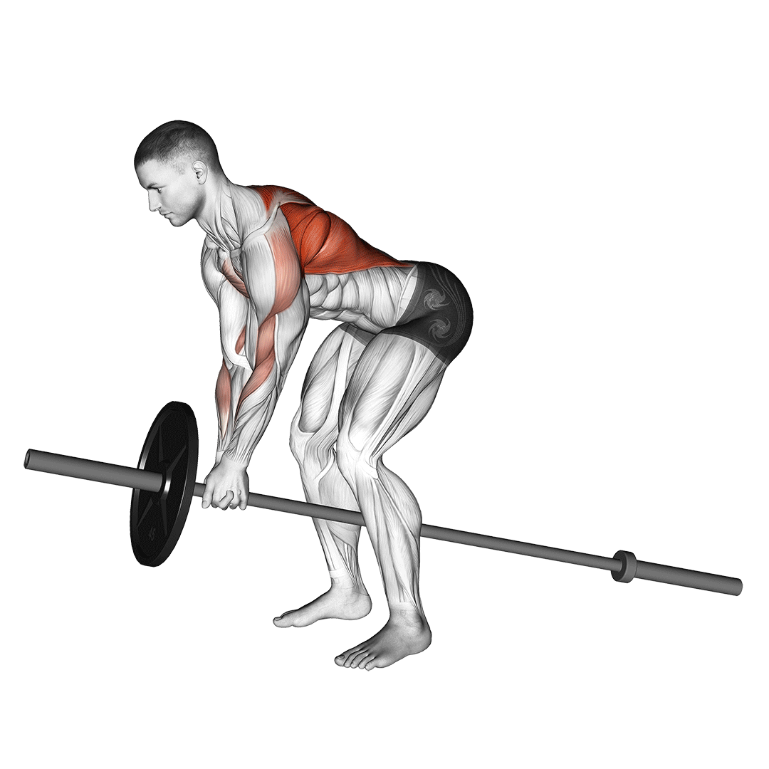Machine Bent Over Row demonstration