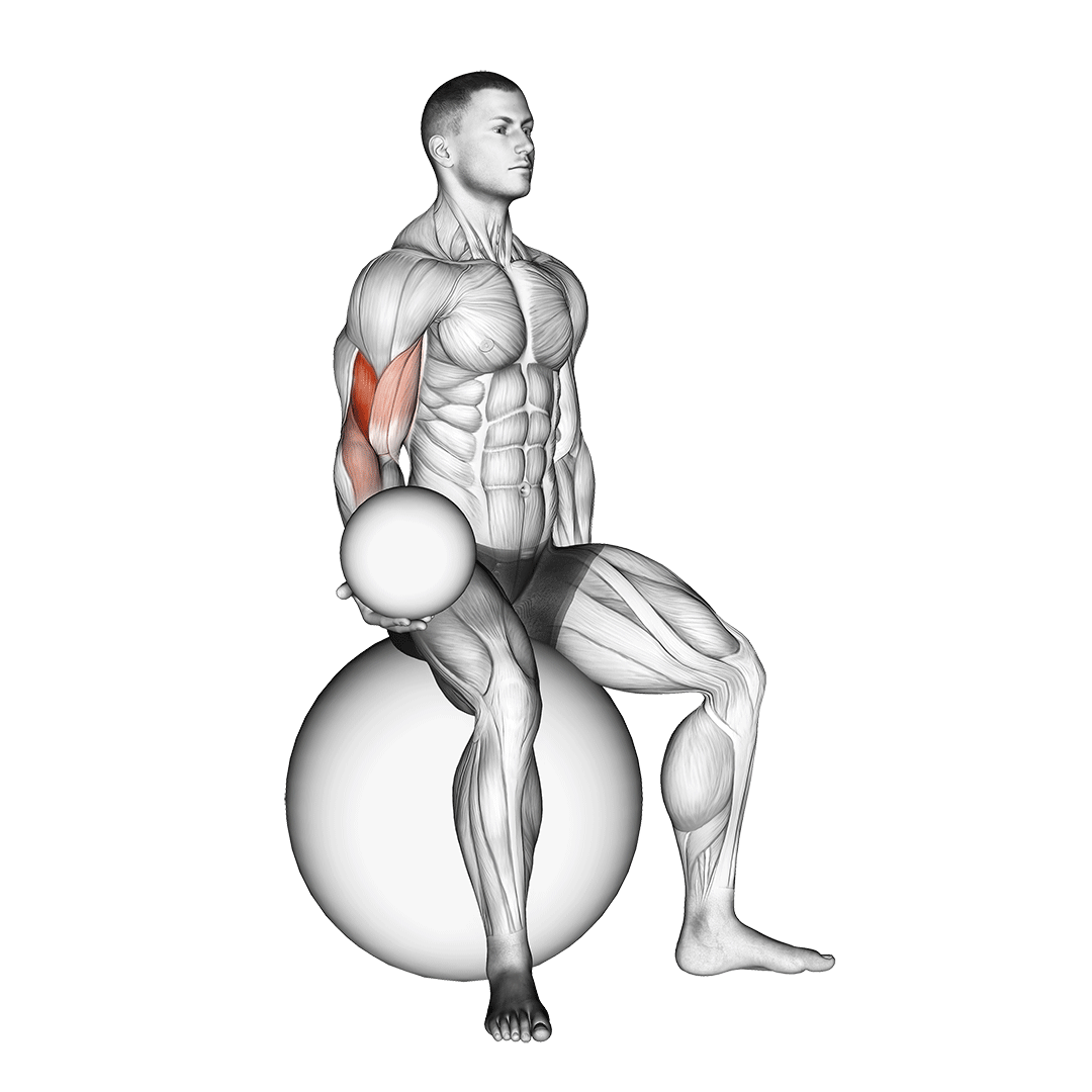 Weighted Seated Bicep Curl (On Stability Ball) demonstration