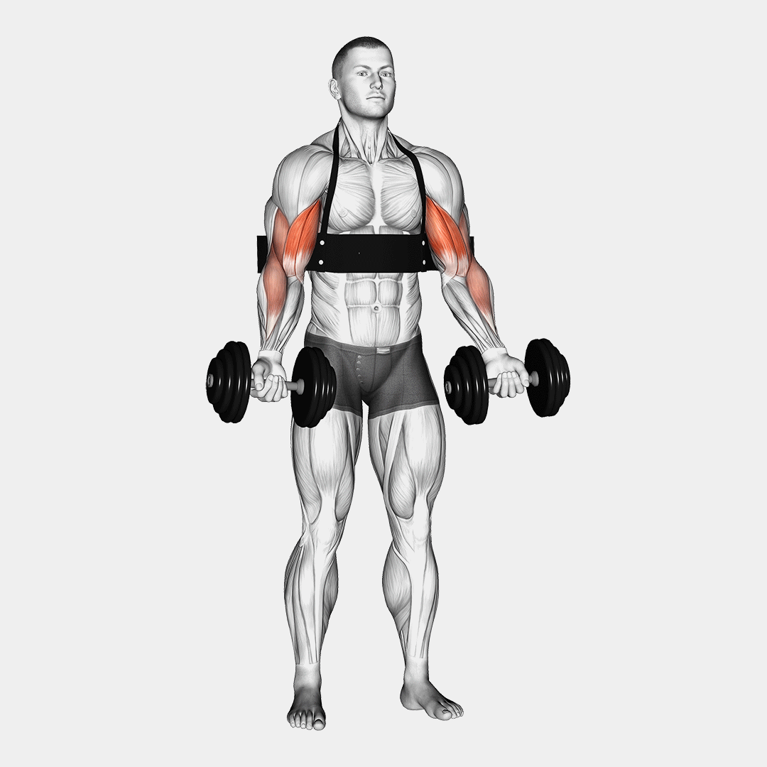 Dumbbell Alternate Biceps Curl (With Arm Blaster) demonstration