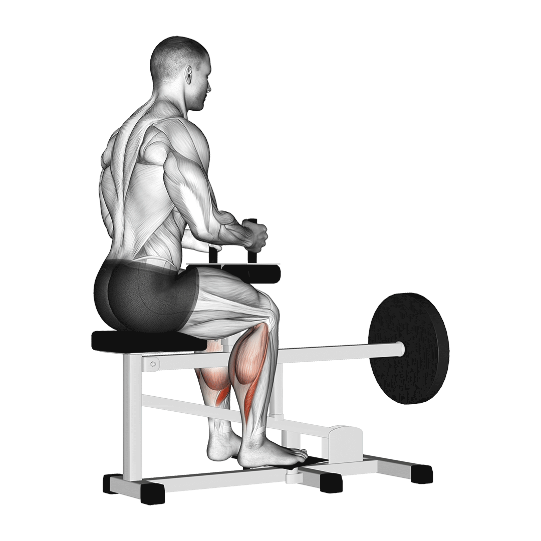 Machine Seated Calf Raise demonstration