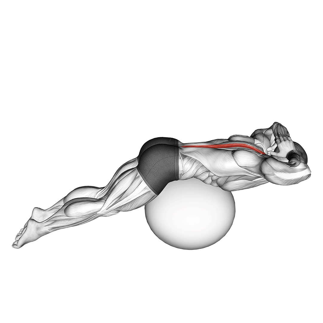 Back Extension On Exercise Ball demonstration