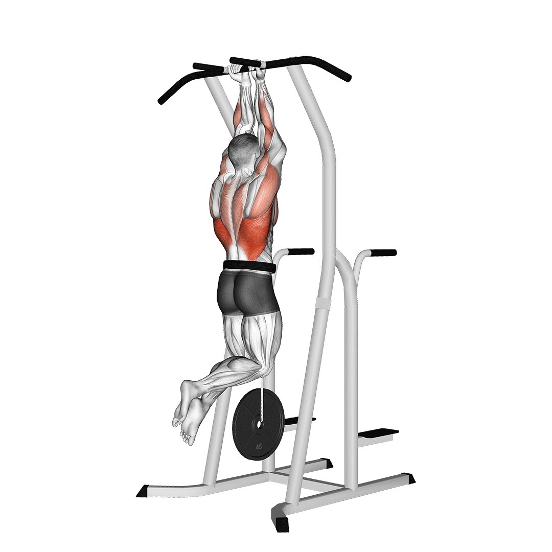 Chin-Up (Weighted) demonstration