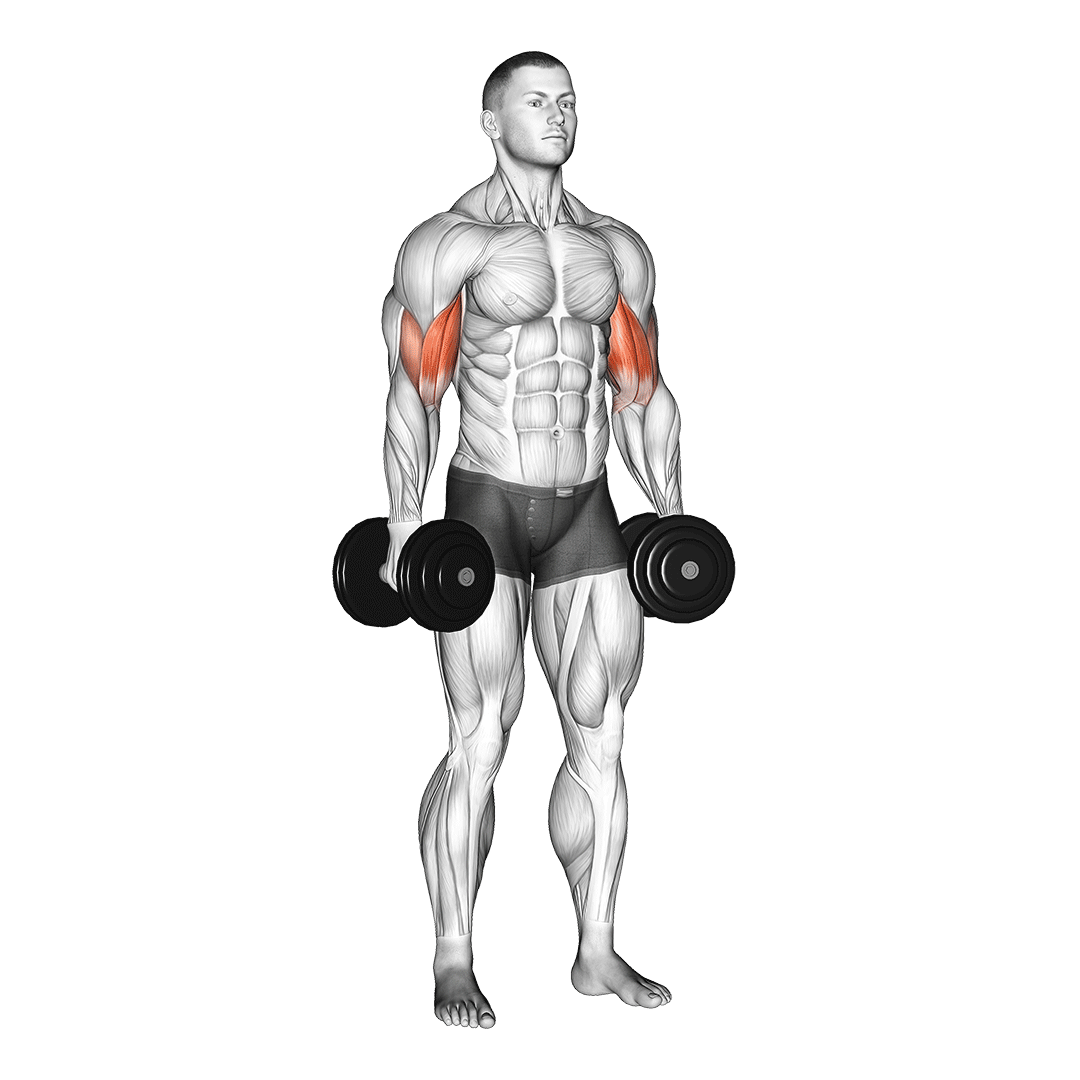 Dumbbell Standing Inner Biceps Curl demonstration