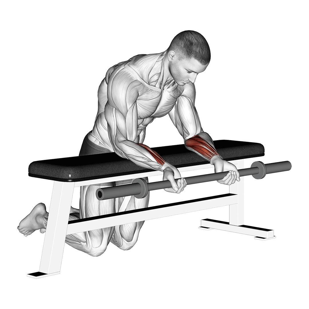 Barbell Palms Up Wrist Curl Over A Bench demonstration
