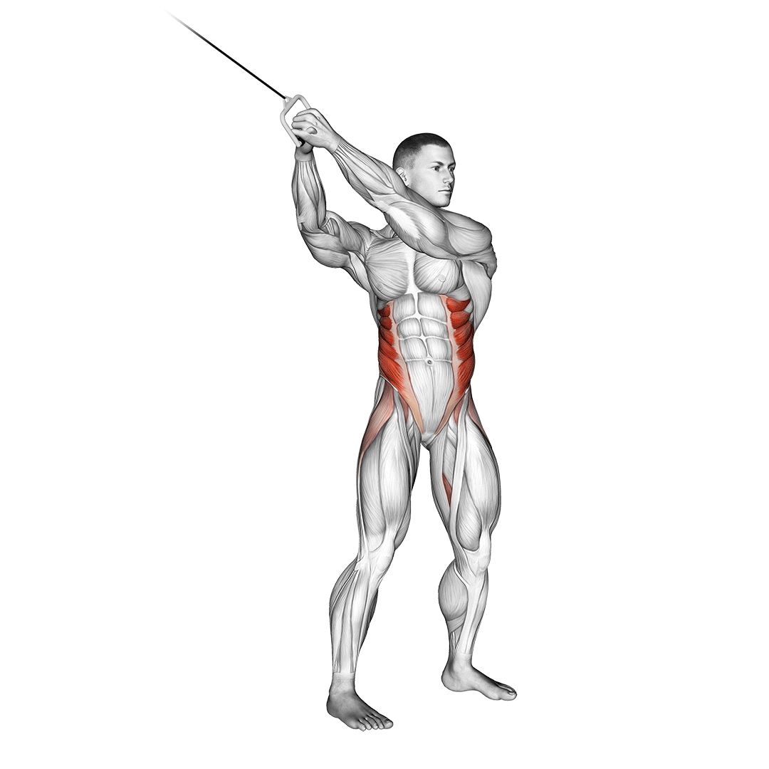 Cable Twist (Up-Down) demonstration