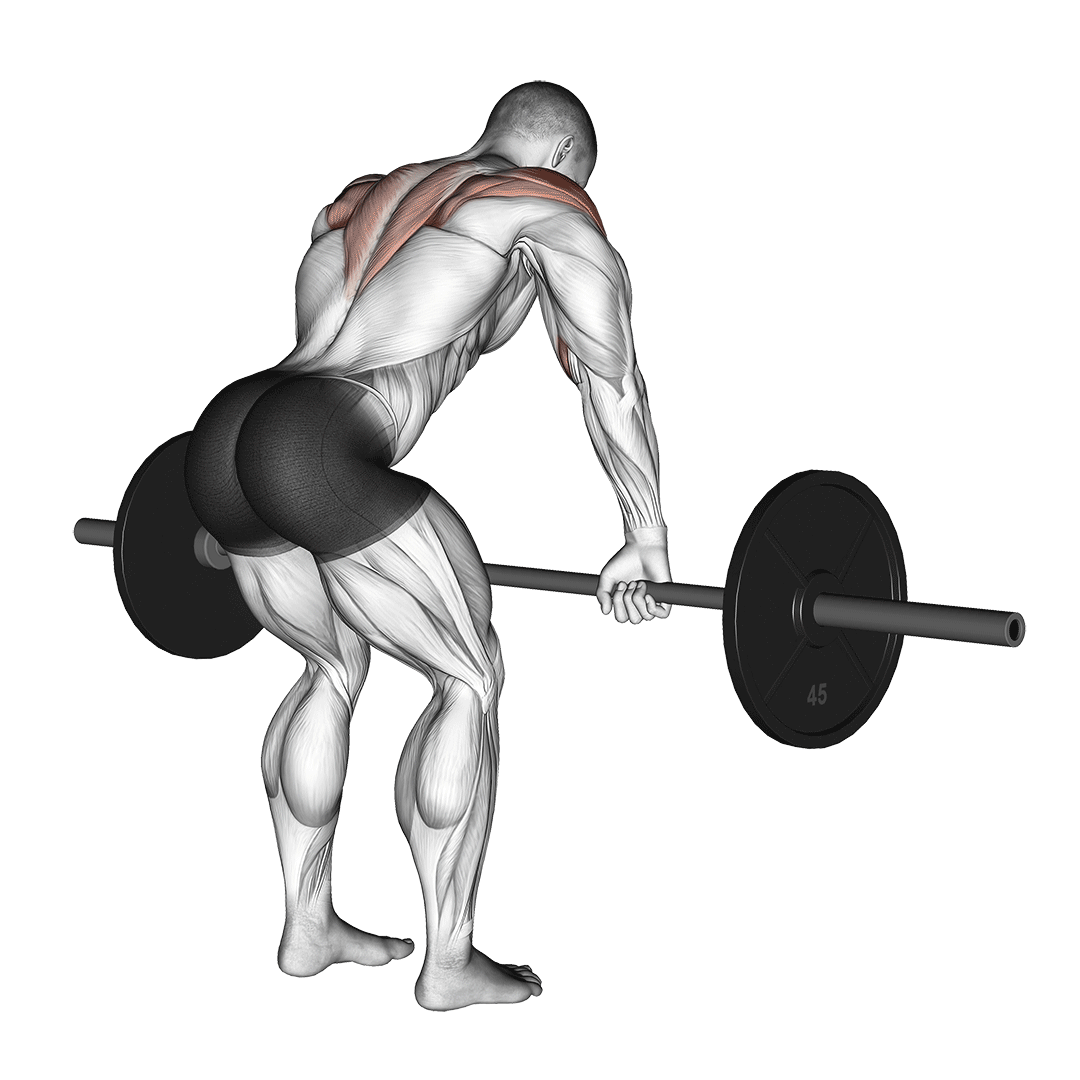 Barbell Rear Delt Row demonstration