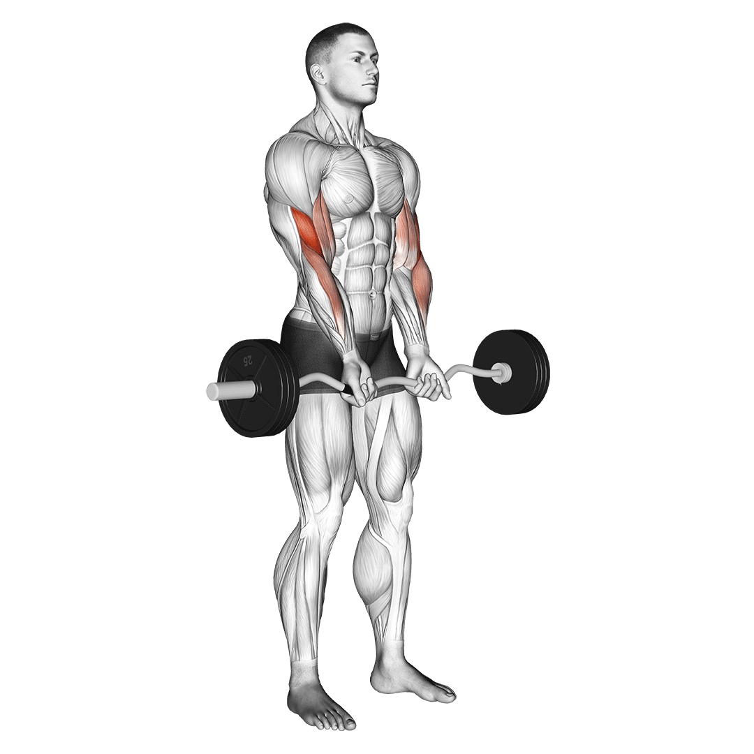 Ez Barbell Close-Grip Curl demonstration