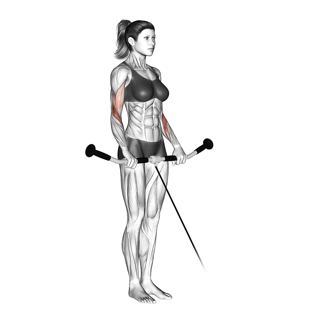 Cable Reverse Curl demonstration