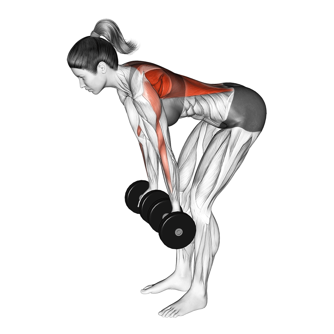 Dumbbell Reverse Grip Row demonstration