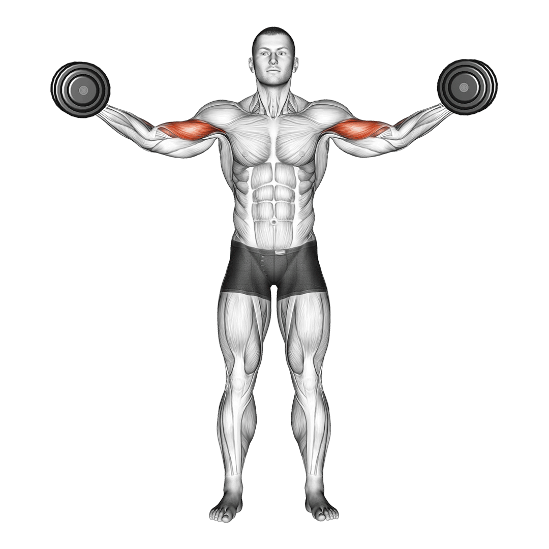 Dumbbell High Curl demonstration