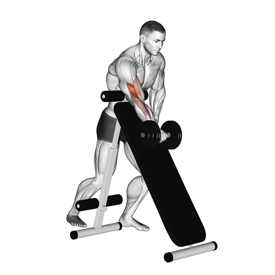 Dumbbell Standing One Arm Curl (Over Incline Bench) demonstration