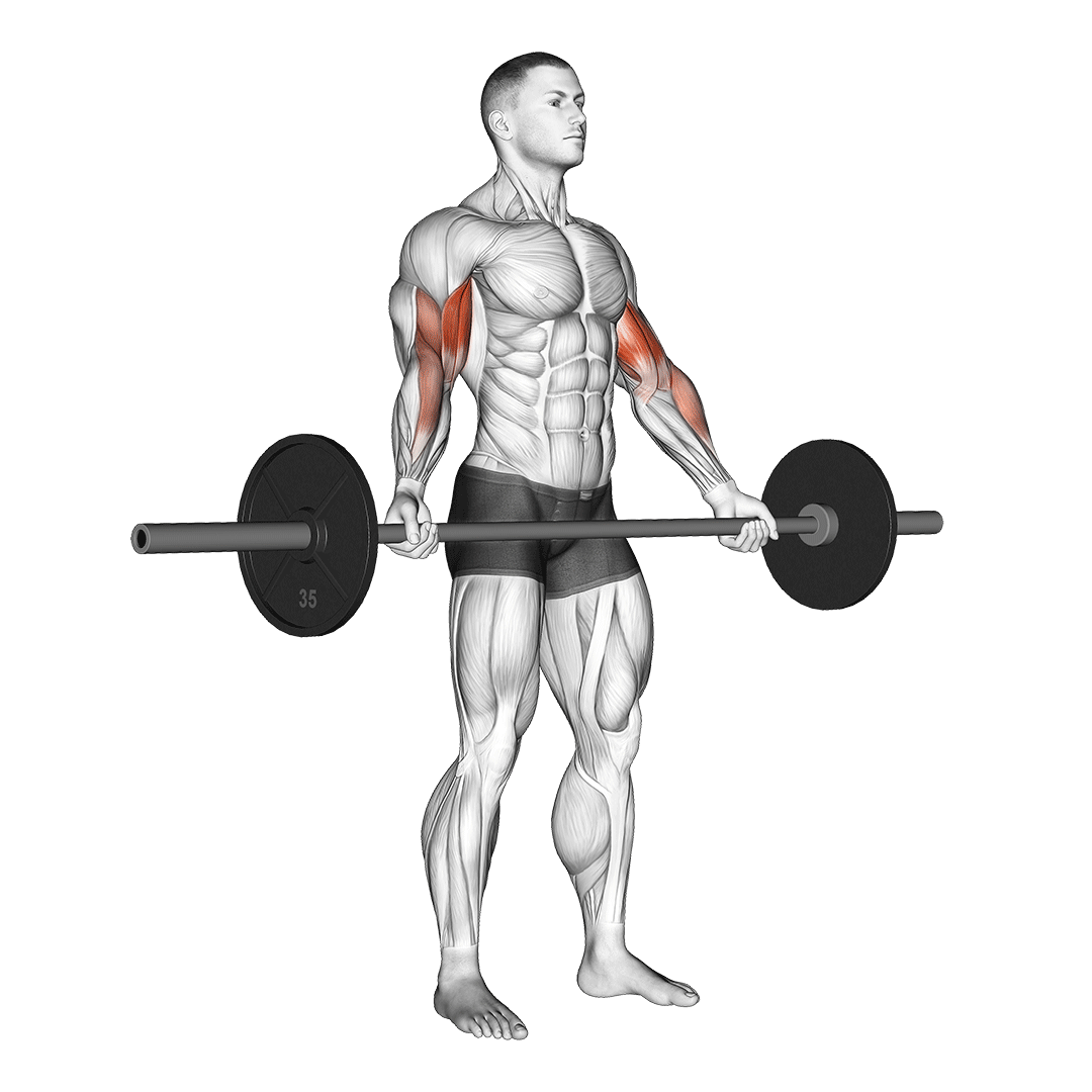 Barbell Standing Wide Grip Biceps Curl demonstration