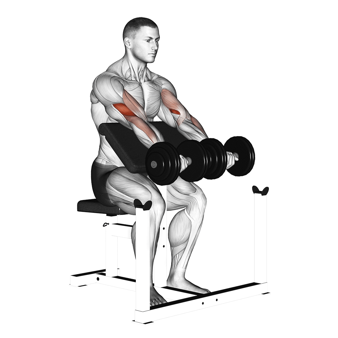 Dumbbell Seated Preacher Curl demonstration