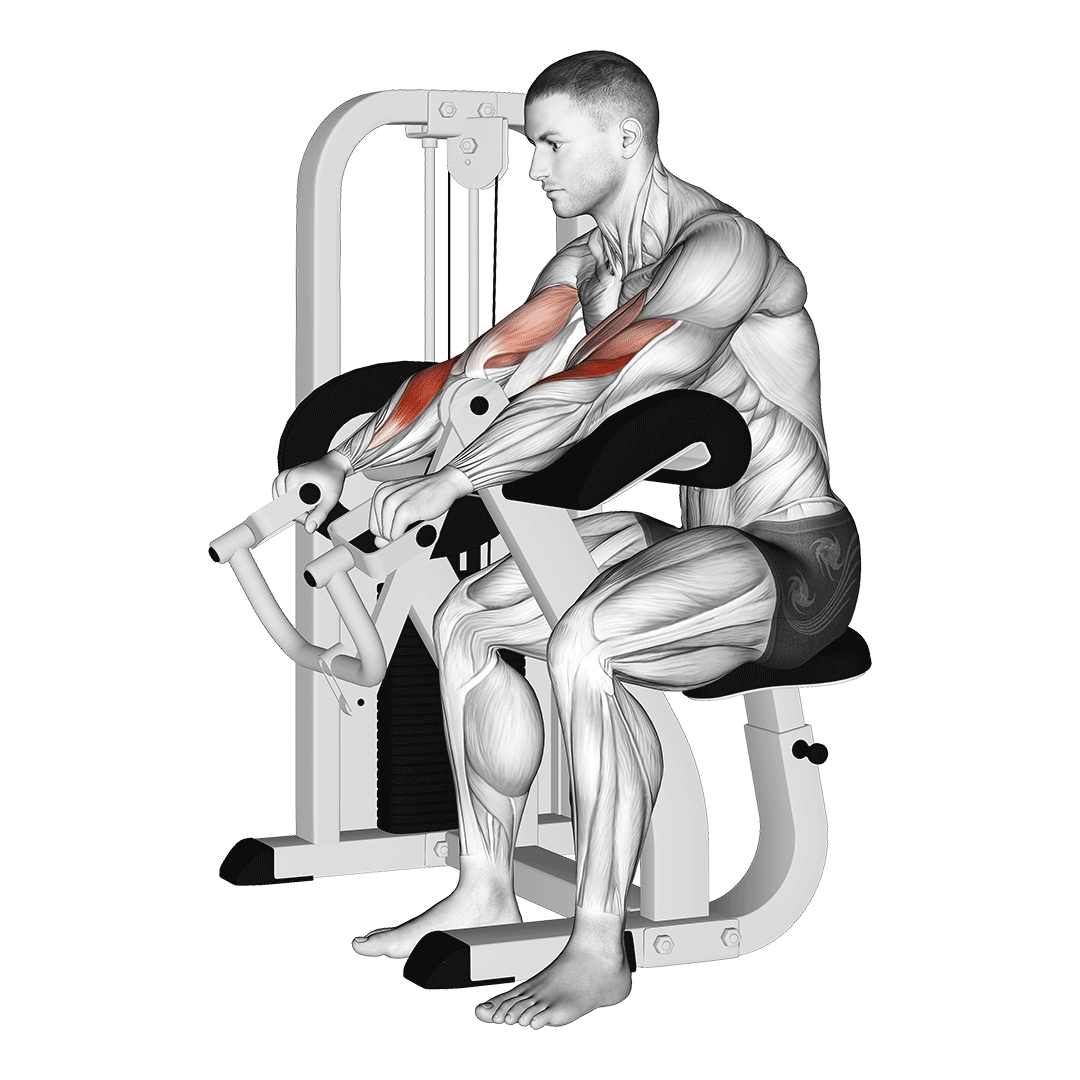 Machine Reverse Grip Preacher Curl demonstration