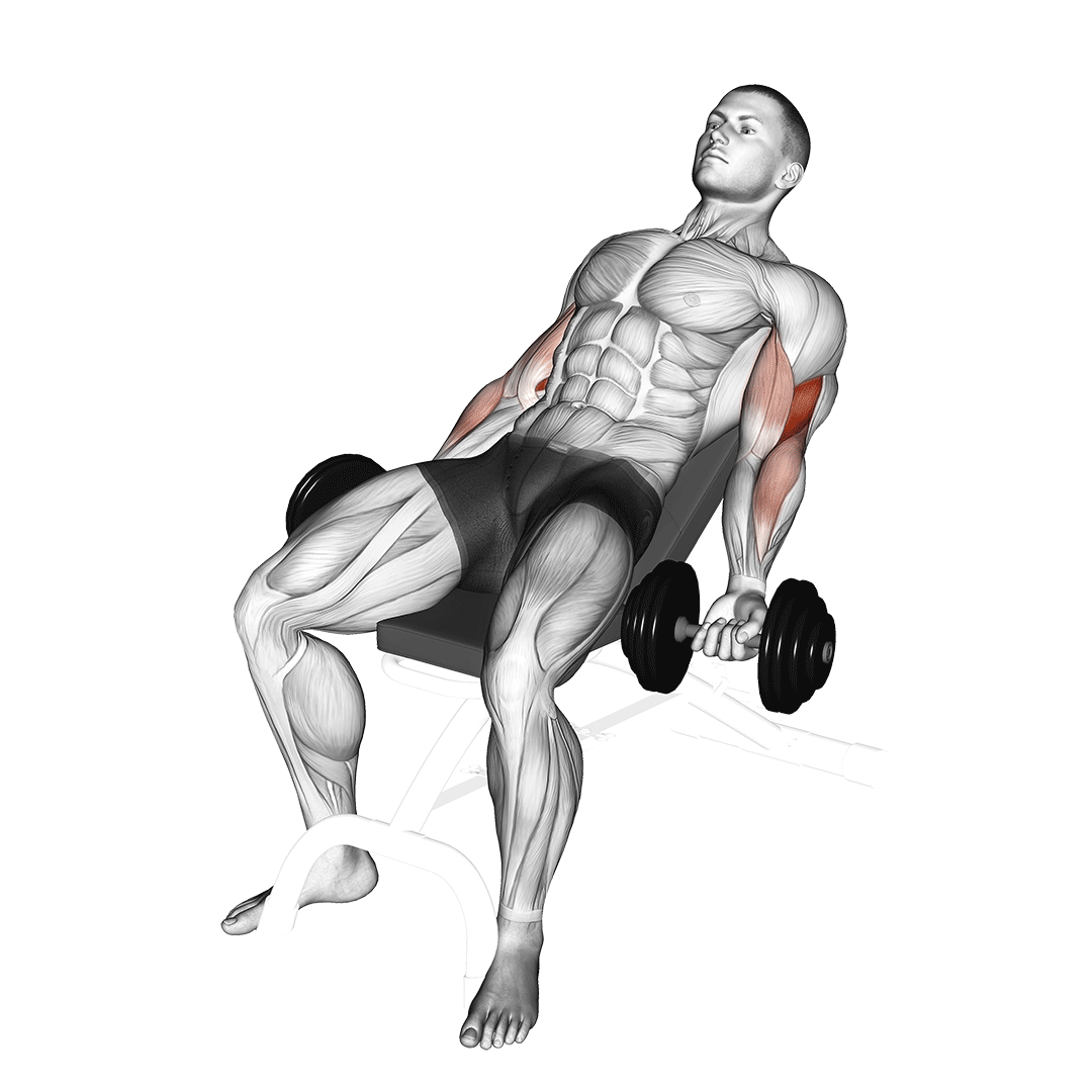 Dumbbell Incline Curl demonstration