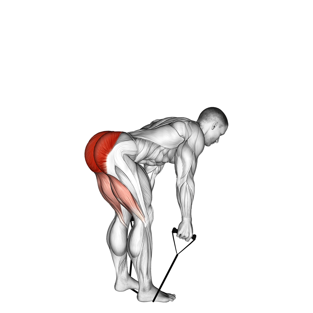 Band Straight Back Stiff Leg Deadlift demonstration