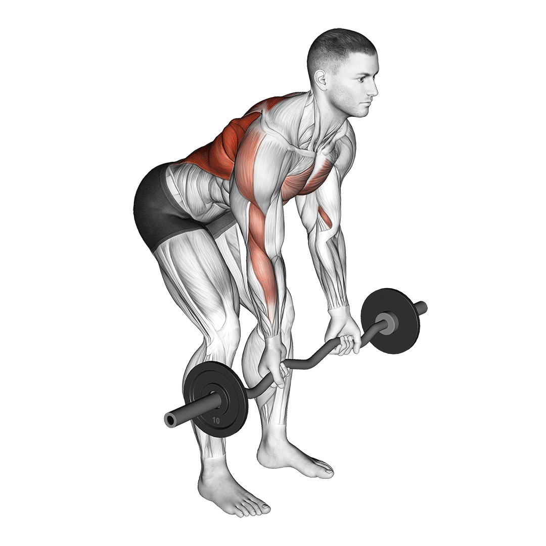 Ez Bar Reverse Grip Bent Over Row demonstration