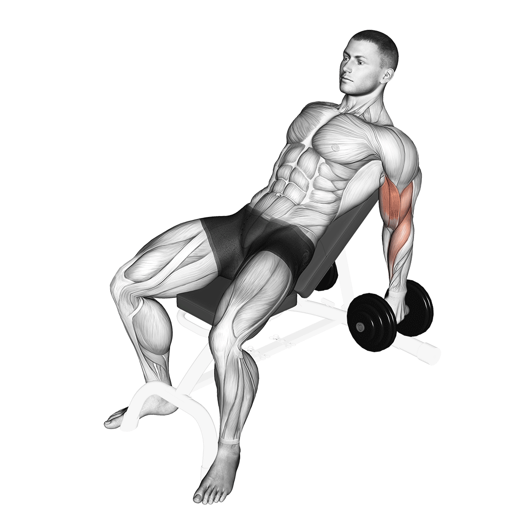 Dumbbell Incline Hammer Curl demonstration